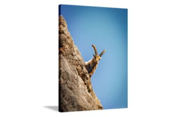 Picture of Test No Order - GOAT ON THE ROCK - Frameless Canvas Print Wall Art (120cmx80cm)