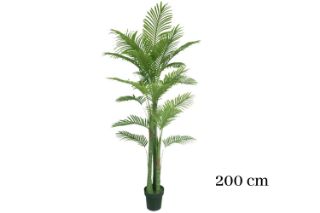 Picture of Test No Order - ARTIFICIAL PLANT Palm (Black Plastic Pot) - H200cm