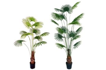 Picture of Test No Order - ARTIFICIAL PLANT Fan Palm Tree (H180cm/H210cm)