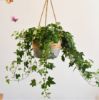 Picture of Test No Order - HANGING Natural Jute Rope Planter Basket (Grey Dip)