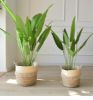 Picture of Test No Order - JUTE Rope Flowerpot/Plant Basket/Storage Basket - Large (22cmx25cm)