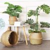 Picture of Test No Order - SEAGRASS Belly Basket/Floor Planter/Storage Belly Basket (Natural Colour) (Multiple Sizes)