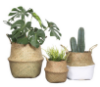 Picture of Test No Order - SEAGRASS Belly Basket/Floor Planter/Storage Belly Basket (Natural Colour) (Multiple Sizes)