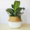 Picture of Test No Order - SEAGRASS Belly Basket/Floor Planter/Storage Belly Basket (White & Natural Two Tone) (Multiple Sizes)