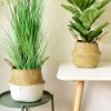 Picture of Test No Order - SEAGRASS Belly Basket/Floor Planter/Storage Belly Basket (White & Natural Two Tone) - Small