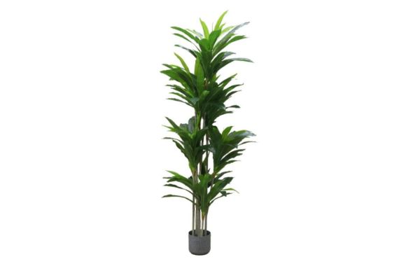 Picture of Test No Order - ARTIFICIAL PLANT Dracaena Fragrans - 180CM