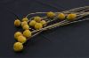 Picture of Test No Order - BILLY BUTTONS Bunch