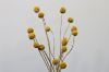 Picture of Test No Order - BILLY BUTTONS Bunch