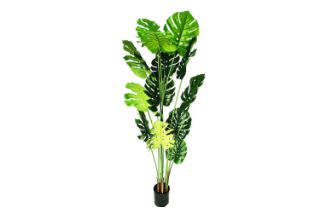 Picture of Test No Order - ARTIFCIAL Plant Monstera Delicosa - 140CM