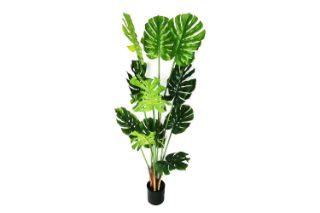 Picture of Test No Order - ARTIFCIAL Plant Monstera Delicosa - 180CM