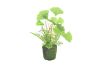 Picture of Test No Order - ARTIFICIAL PLANT 292 with Moss Vase (20cm x 28cm)