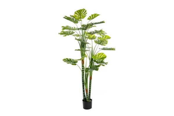 Picture of Test No Order - ARTIFICIAL PLANT Monstera Delicosa (170cm)