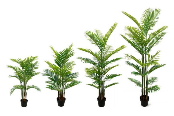 Picture of Test No Order - ARTIFICIAL PLANT H90/H120/H150/H200cm Palm (Black Plastic Pot)