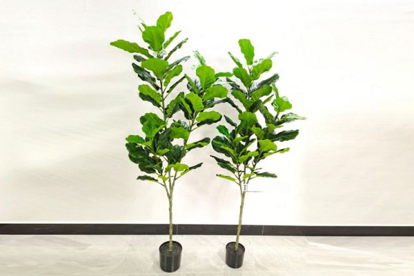 Picture of Test No Order - Artificial Plant 120/150/180cm Fiddle Leaf (Black Plastic Pot)