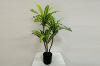 Picture of Test No Order - ARTIFICIAL PLANT BRAZILWOOD H120cm/H150cm/180cm (Black Plastic Pot)