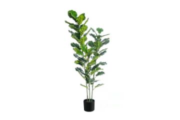 Picture of Test No Order - ARTIFICIAL PLANT Slim Branch Fiddle Leaf (150cm) 