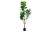 Picture of Test No Order - ARTIFICIAL PLANT Thick Branch Fiddle Leaf (180cm)