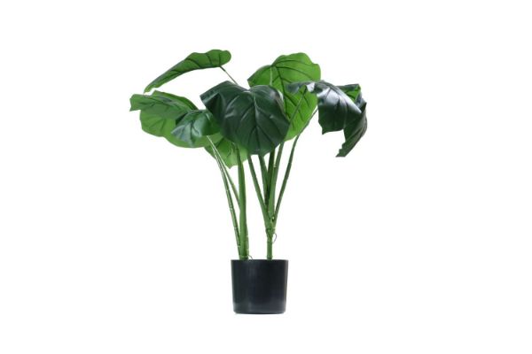 Picture of Test No Order - ARTIFICIAL H60 PLANT Taro Plant