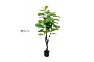 Picture of Test No Order - Artificial Plant  Fiddle Leaf (Black Plastic Pot)- 120cm