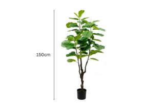 Picture of Test No Order - Artificial Plant  Fiddle Leaf (Black Plastic Pot) - 150cm