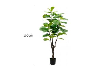 Picture of Test No Order - Artificial Plant  Fiddle Leaf (Black Plastic Pot) - 150cm