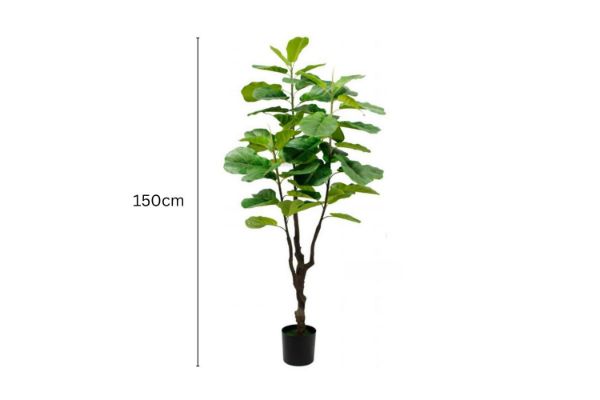 Picture of Test No Order - Artificial Plant  Fiddle Leaf (Black Plastic Pot) - 150cm