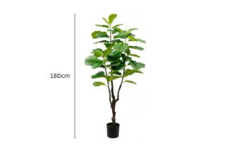 Picture of Test No Order - Artificial Plant  Fiddle Leaf (Black Plastic Pot) - 180cm